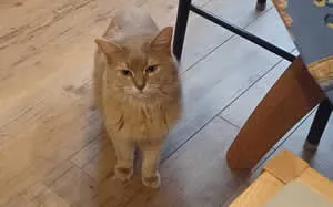 アポスティーユ証明付き公式翻訳