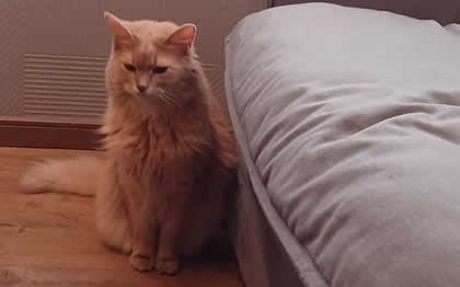 法定宣誓書・証明書