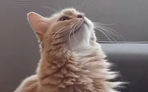 法定宣誓書・証明書