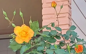 アポスティーユ認証付翻訳証明書