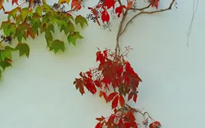 法律翻訳専門：リーガル翻訳の栄古堂