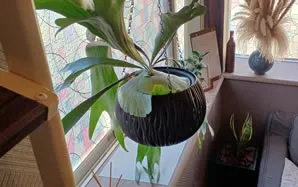 フィリピン向けアポスティーユ認証翻訳