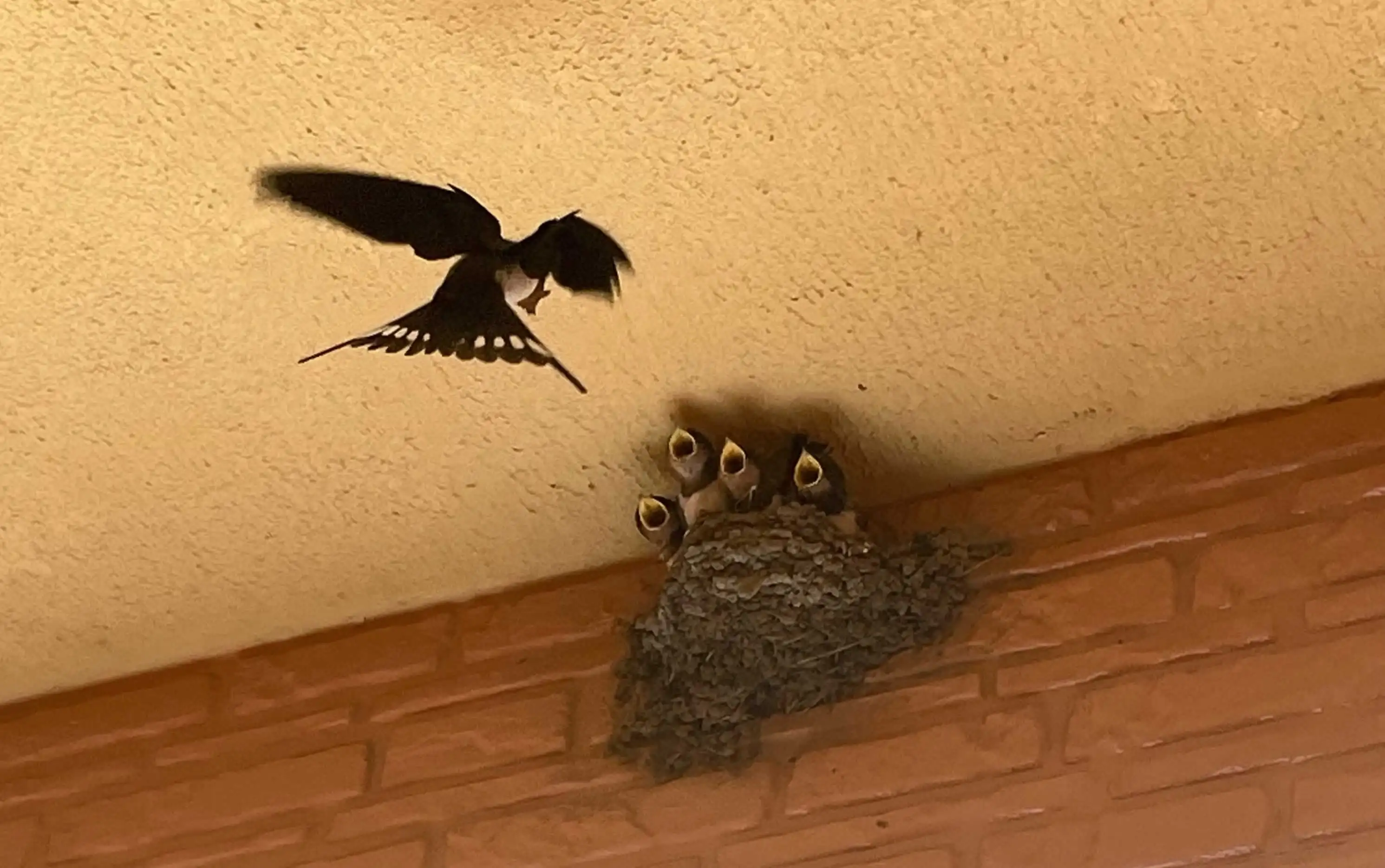 法律翻訳専門：リーガル翻訳の栄古堂