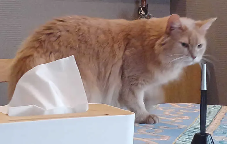 カナダ大使館で公証された認定翻訳者による翻訳証明書